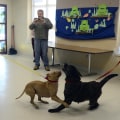 The Importance of Animal Control and Welfare Policies in Beaver County, Pennsylvania
