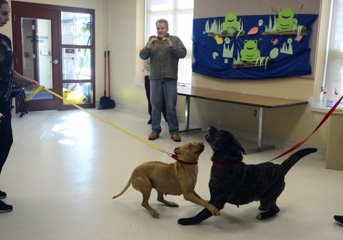 The Importance of Animal Control and Welfare Policies in Beaver County, Pennsylvania